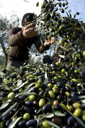 gestione dell'oliveto