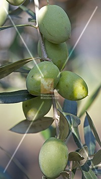 cultivar di olivo ascolana tenera