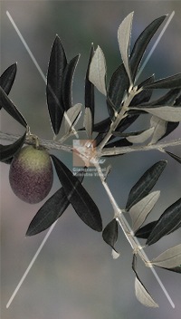 cultivar di olivo bianchera