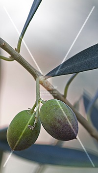 cultivar di olivo canino