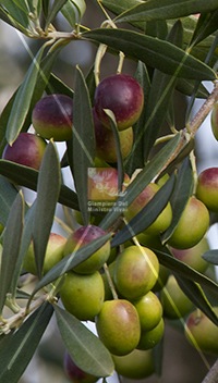 cultivar di olivo cipressino