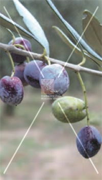 cultivar di olivo dolce agogia