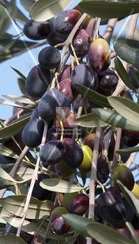 cultivar di olivo frantoio