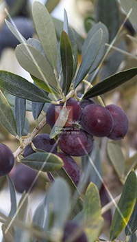 cultivar di olivo grignan