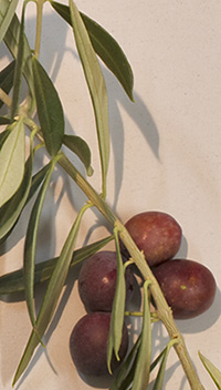 cultivar di olivo itrana