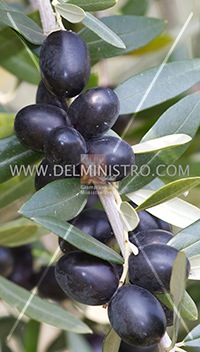 cultivar di olivo leccino