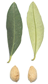 cultivar di olivo leccio del corno