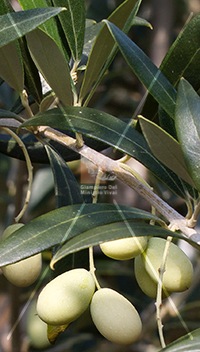 cultivar di olivo leucocarpa