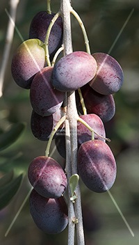 cultivar di olivo maurino