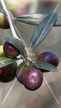 cultivar di olivo moraiolo