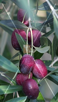 cultivar di olivo piangente