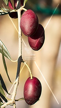 cultivar di olivo picholine
