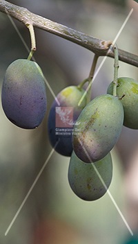cultivar di olivo raggia