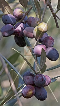 cultivar di olivo rosciola