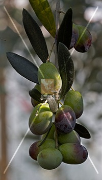 cultivar di olivo taggiasca