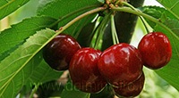 ciliegio geant hedelfingen