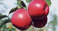 varietà di melo fuji