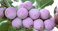 varietà di susino regina claudia violetta