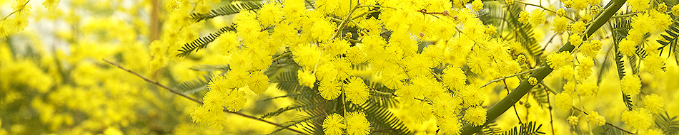 mimosa - acacia dealbata