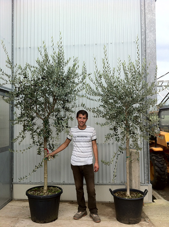cultivar olivo